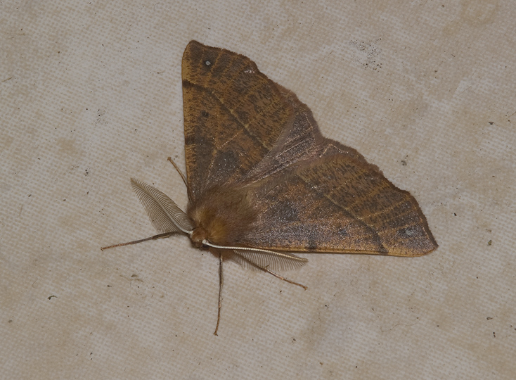 Colotois pennaria Geometridae